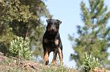 JAGDTERRIER ALLEMAND 006